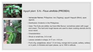 ficus plant in tagalog