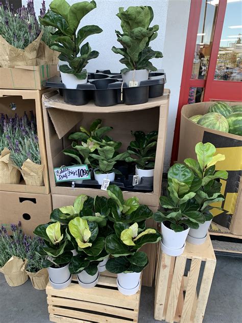 fiddle leaf fig trader joes