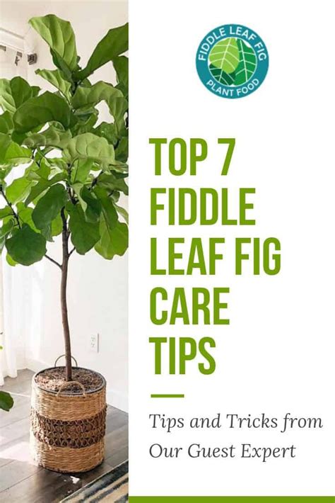 fiddle leaf fig tree care tips