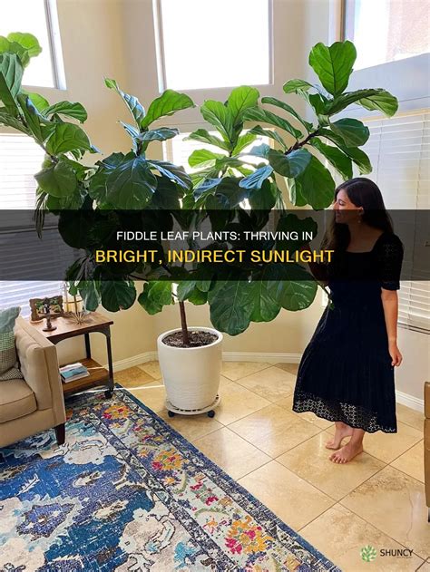 fiddle leaf plant sunlight