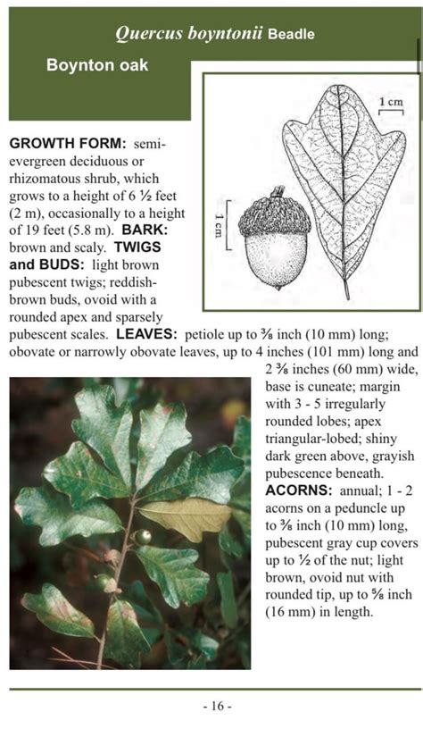 Field Guide To Native Oak Species Of Eastern North America