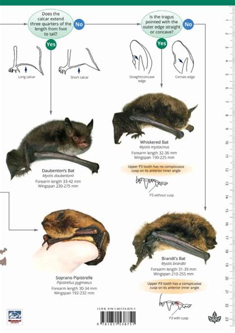 field guide to the bats of the amazon bat biology