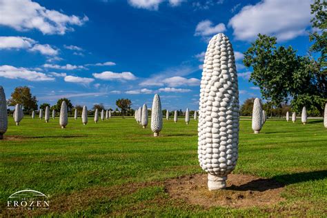 field of corn ohio