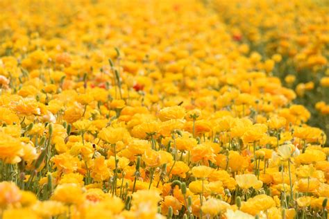 Field Of Yellow Flowers Beautiful Flower Arrangements Field Of Yellow Flowers - Field Of Yellow Flowers