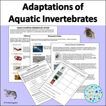 Field Trip Worksheet Marine Invertebrate Adaptations Table 3 Invertebrate Worksheet - Table 3 Invertebrate Worksheet