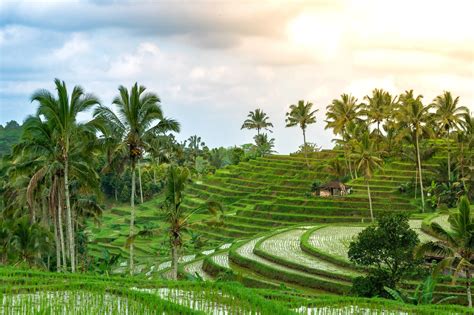 Fields Of Bali Lyrics