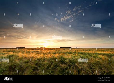 Fields Of Gold