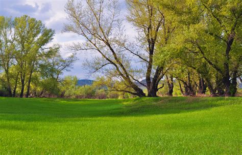 Fields Of Green