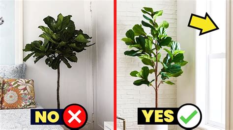 fig tree light requirements