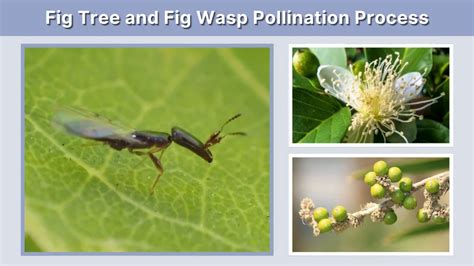 Fig Tree Pollination David Attenborough