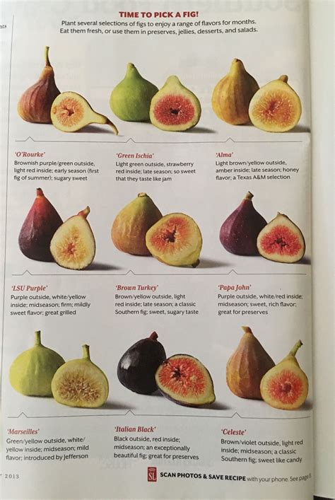 fig varieties list