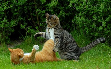 Fight With Cat