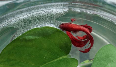 Fighting Fish Bubble Nest