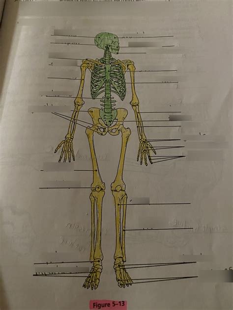 Read Online Figure 5 13 Is A Diagram Of The Articulated Skeleton Answers 