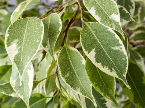 fikus hur ofta vattna