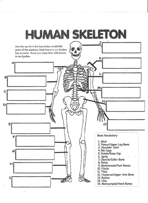 Fill In The Blank Skeleton Flashcards Quizlet Skeletal System Fill In The Blank - Skeletal System Fill In The Blank