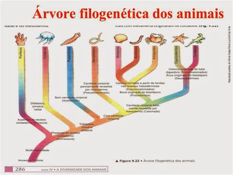 filogenética