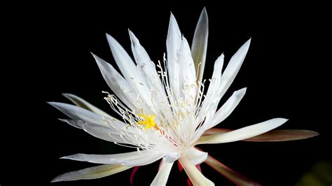 filosofi bunga wijaya kusuma
