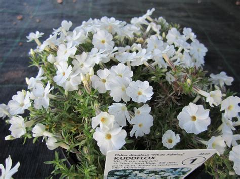 fina blommande perenner