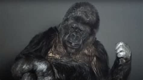 Final Check Coco The Gorilla Answer Key
