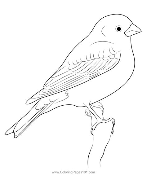 Finch Coloring Pages Purple Finch Coloring Page - Purple Finch Coloring Page