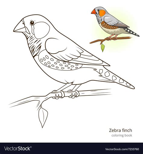 Finches Coloring Pages Free Download Artus Art Purple Finch Coloring Page - Purple Finch Coloring Page