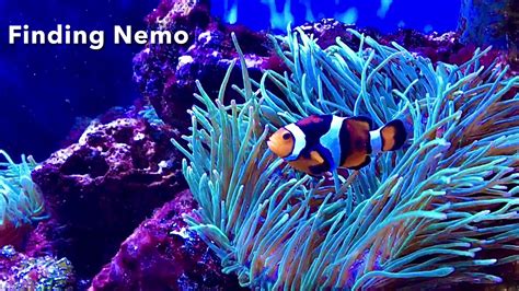 Finding Nemo New York Science Teacher Answers
