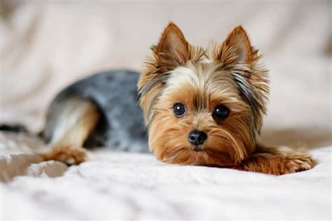 Finding a Yorkie to Breed