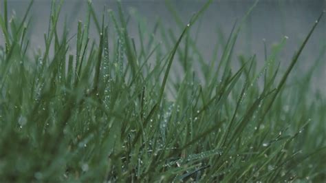 Fine And Rain