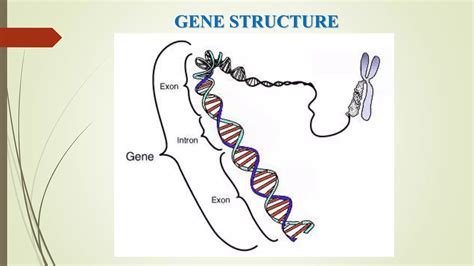 Fine Structure Of Gene