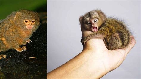 Finger Finger Monkey