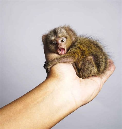 Finger Monkey Pet
