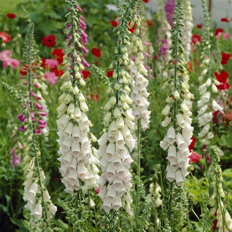 fingerborgsblomma engelska