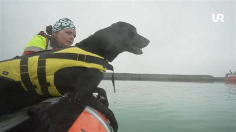 finns  detta hundar  vid island