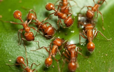 fire ants florida