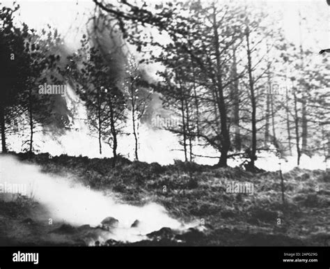 Fire In Forestry Forest Fire Management And Organization