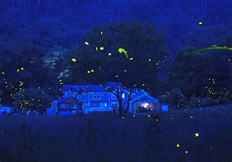 Download Fireflies 