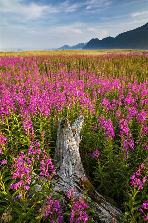 fireweed alaska