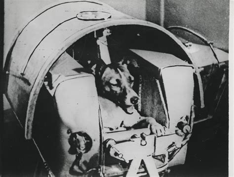 First Dog On The Moon