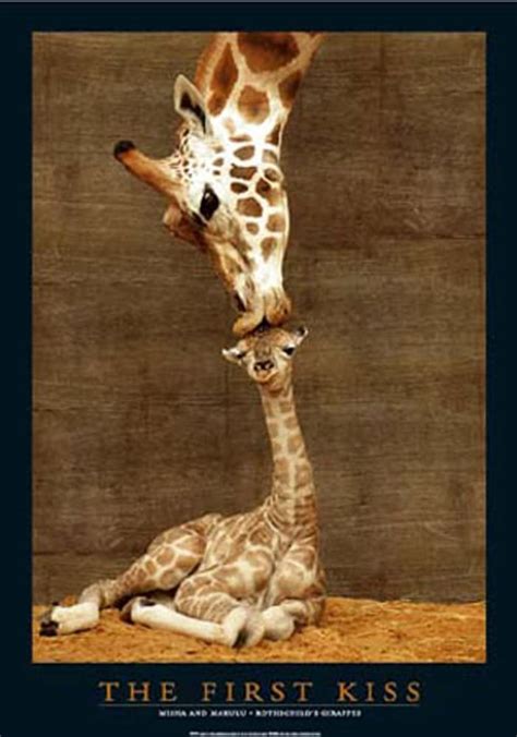 first kiss giraffe cartooncrazycrazy
