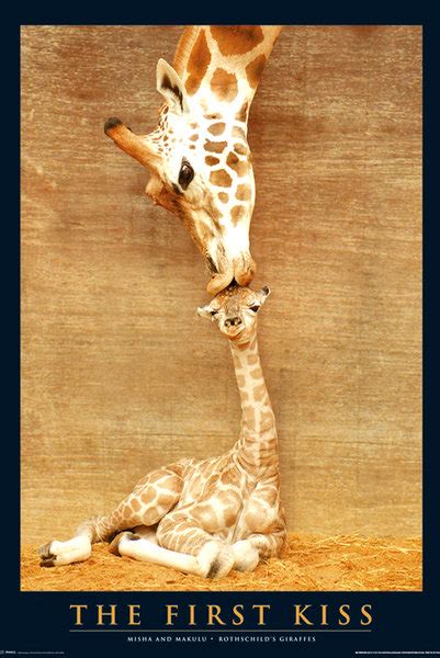 first kiss giraffe mugshot