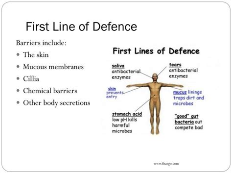 First Line Of Defence