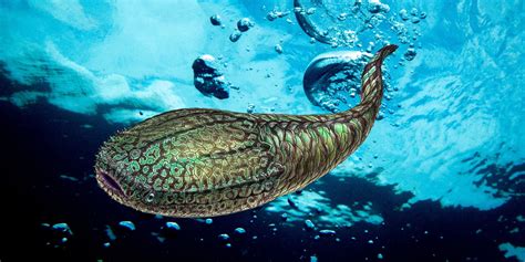 First Vertebrates