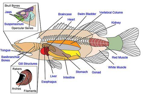 fish anatomy and physiology