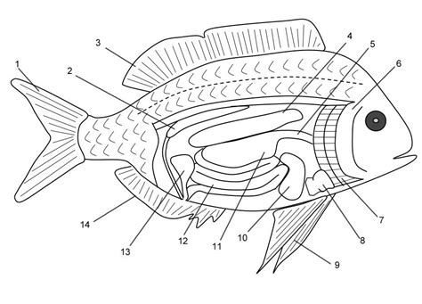 Fish Anatomy Coloring Answer Key