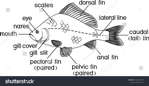Fish Anatomy External