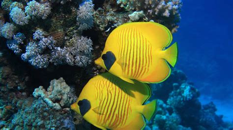 Fish And Fish