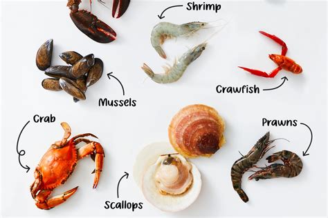 Fish And Shellfish