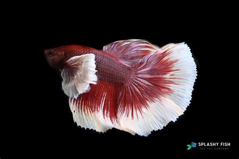 fish colors