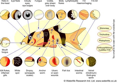 fish diseases disorders